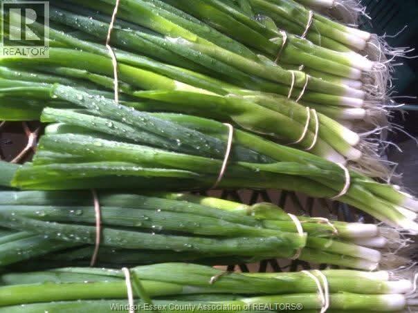 725 Mersea Rd 6 East, Leamington, Ontario  N8H 3V8 - Photo 41 - 25030540