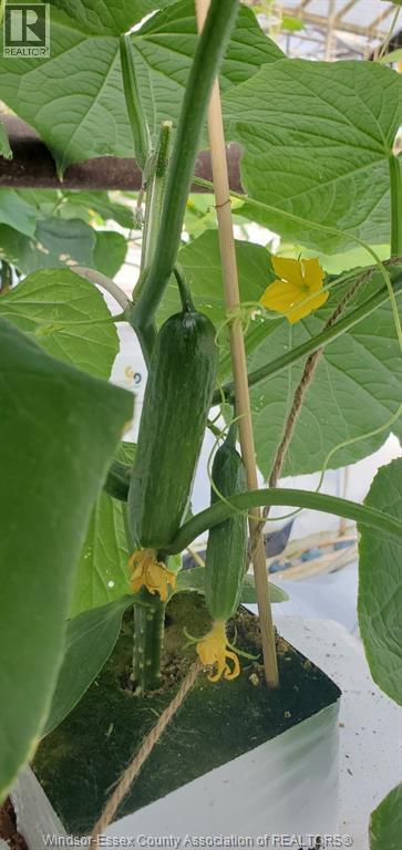 725 Mersea Rd 6 East, Leamington, Ontario  N8H 3V8 - Photo 7 - 25030540