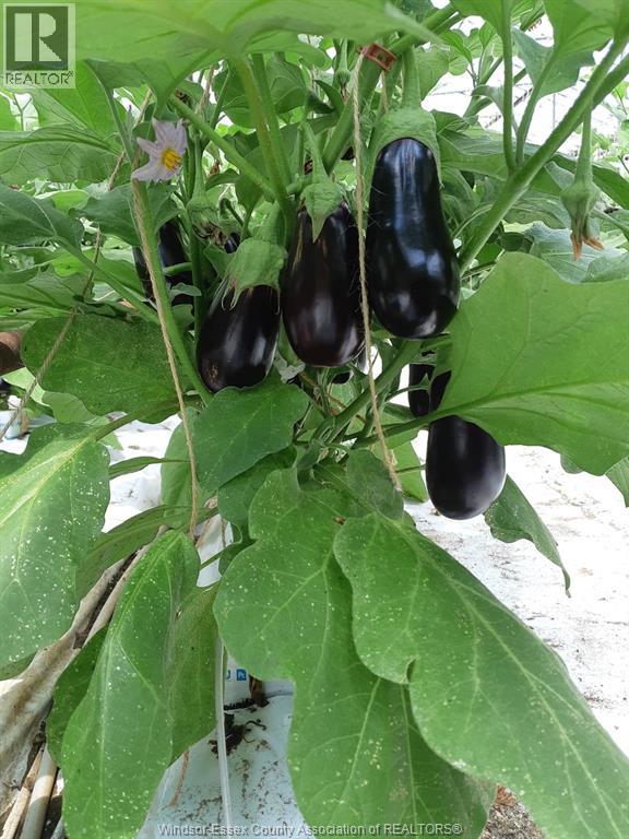 725 Mersea Rd 6 East, Leamington, Ontario  N8H 3V8 - Photo 8 - 25030540