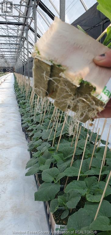 725 Mersea Rd 6 East, Leamington, Ontario  N8H 3V8 - Photo 9 - 25030540