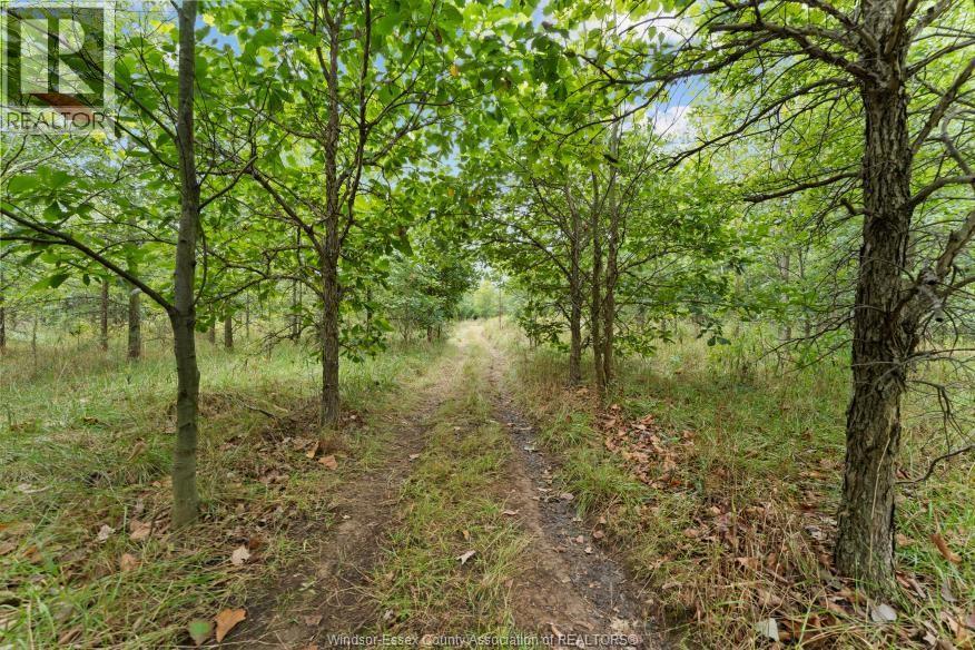 4913 4th Concession Rd E East, Harrow, Ontario  N0R 1G0 - Photo 18 - 26023184