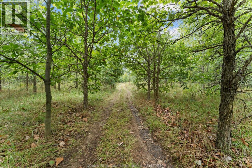 4913 4th Concession Rd E East, Harrow, Ontario  N0R 1G0 - Photo 44 - 26023184