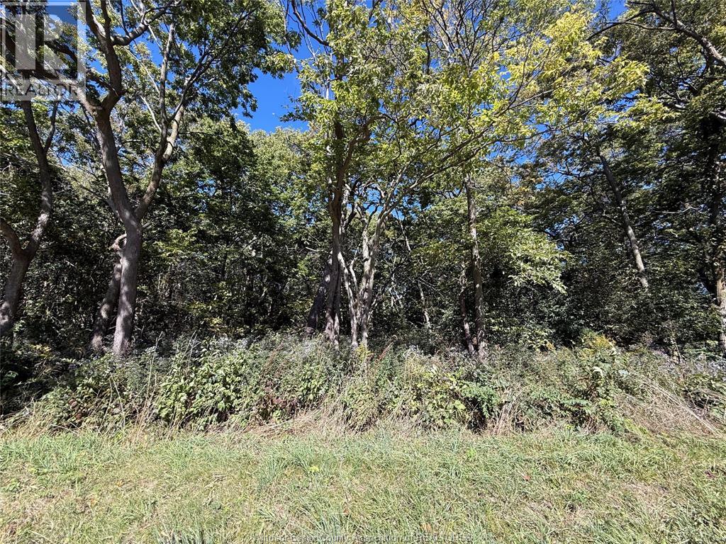 537 South Shore, Pelee Island, Ontario  N0R 1M0 - Photo 6 - 26023963